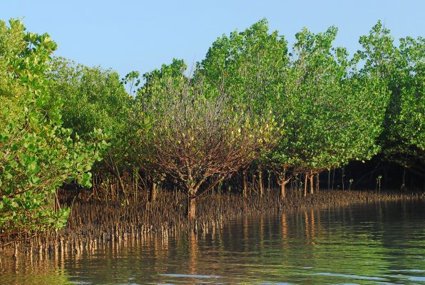 Mphasis F1 Foundation and United Way Bengaluru launch mangrove restoration initiative